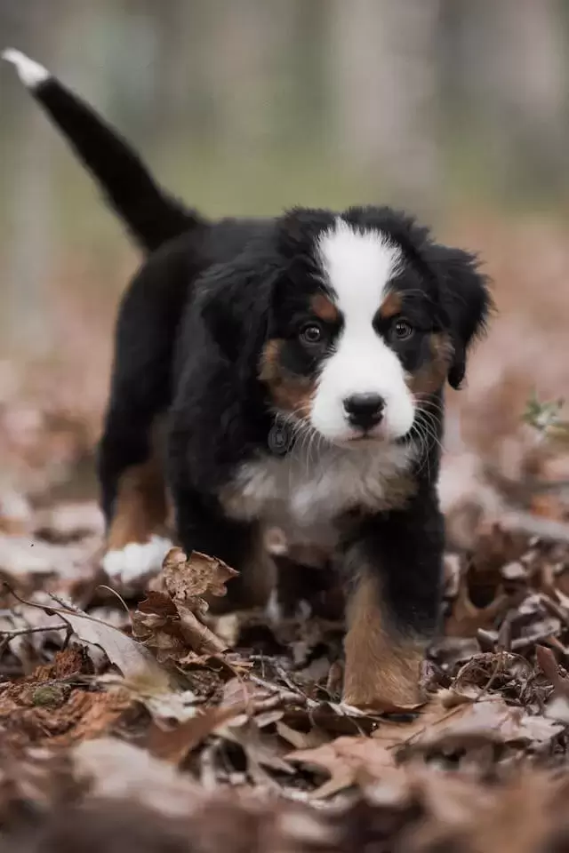 bernese mountain dog puppy walking on fallen leaves