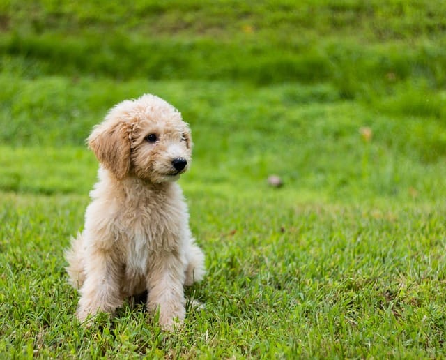 goldendoodle puppy happy running laughing for sale in singapore