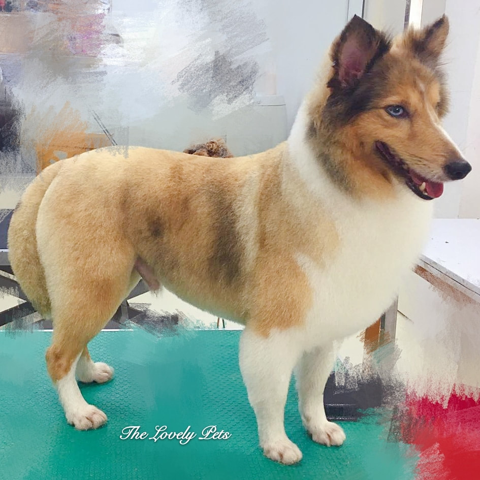Sheltie Grooming in Singapore
