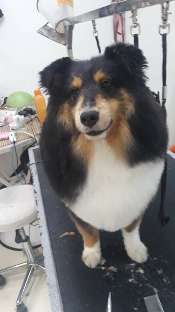 Sheltie Grooming in Singapore