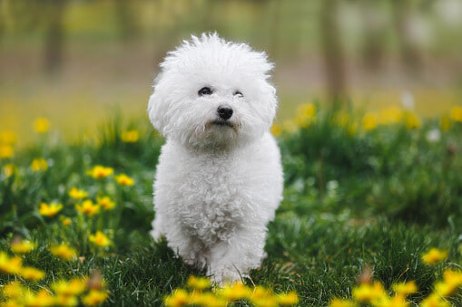 bichon frise on a field of flowers