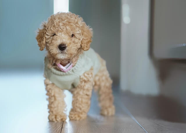 Brown Poodle puppy wearing sweater
