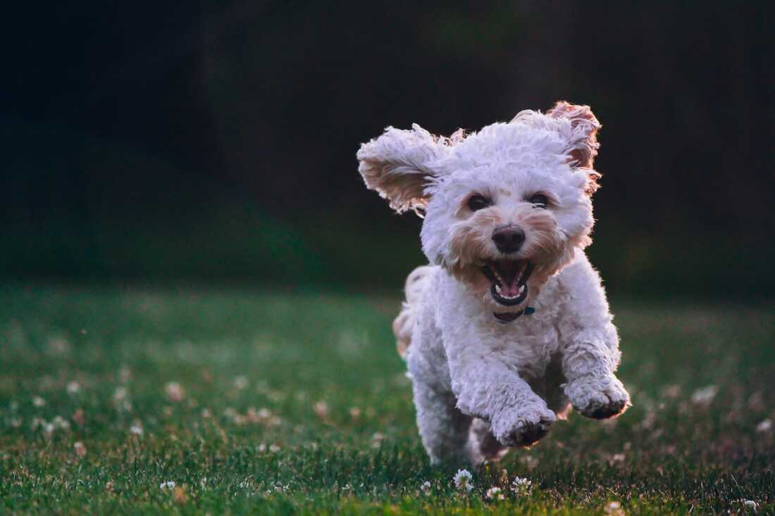 Maltipoo breed running in the park