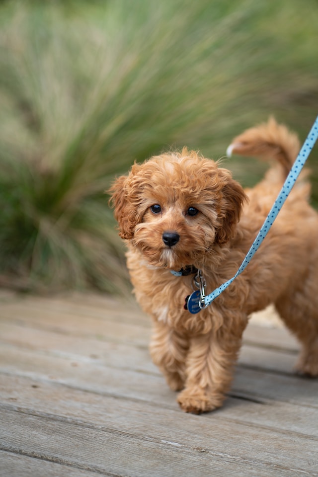 Brown maltipoo dog for sale in singapore smiling happily