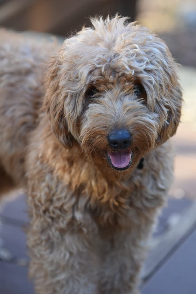handsome mini goldendoodle for sale in Singapore