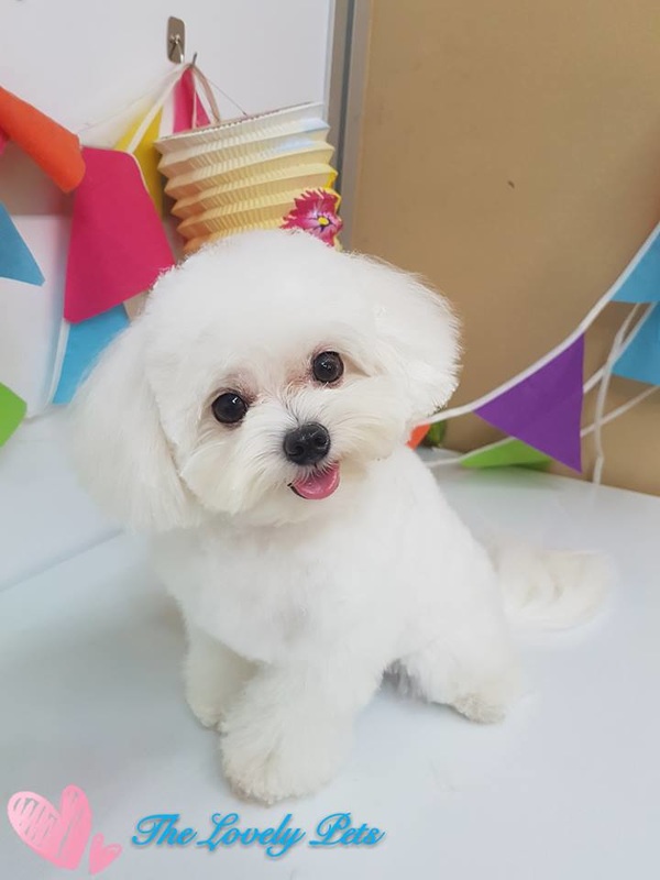 quality puppy grooming in singapore is very high