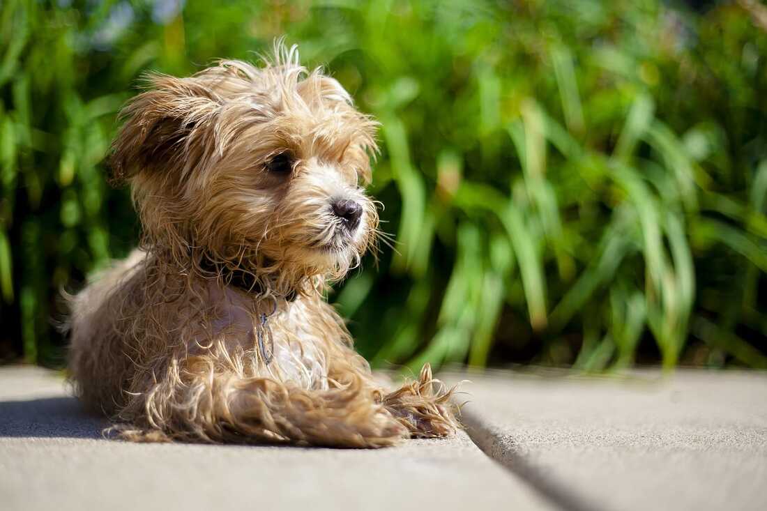brown maltipoo with wet hair from the rain in Singapore