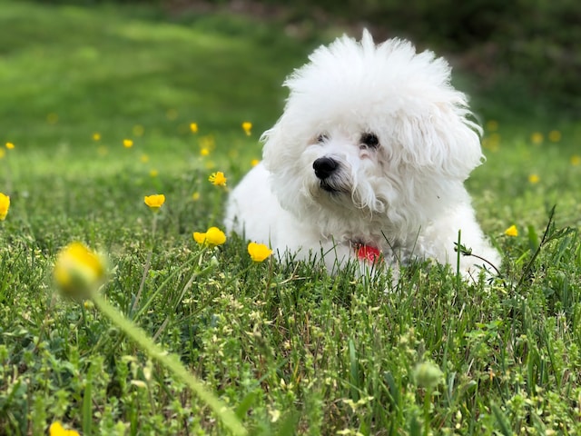 bichon frise puppy happy smiling in the park singapore