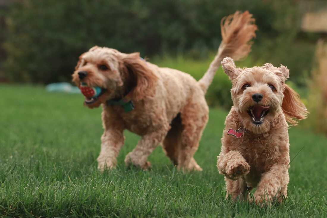 cavapoo cavadoodle happy running laughing for sale in singapore