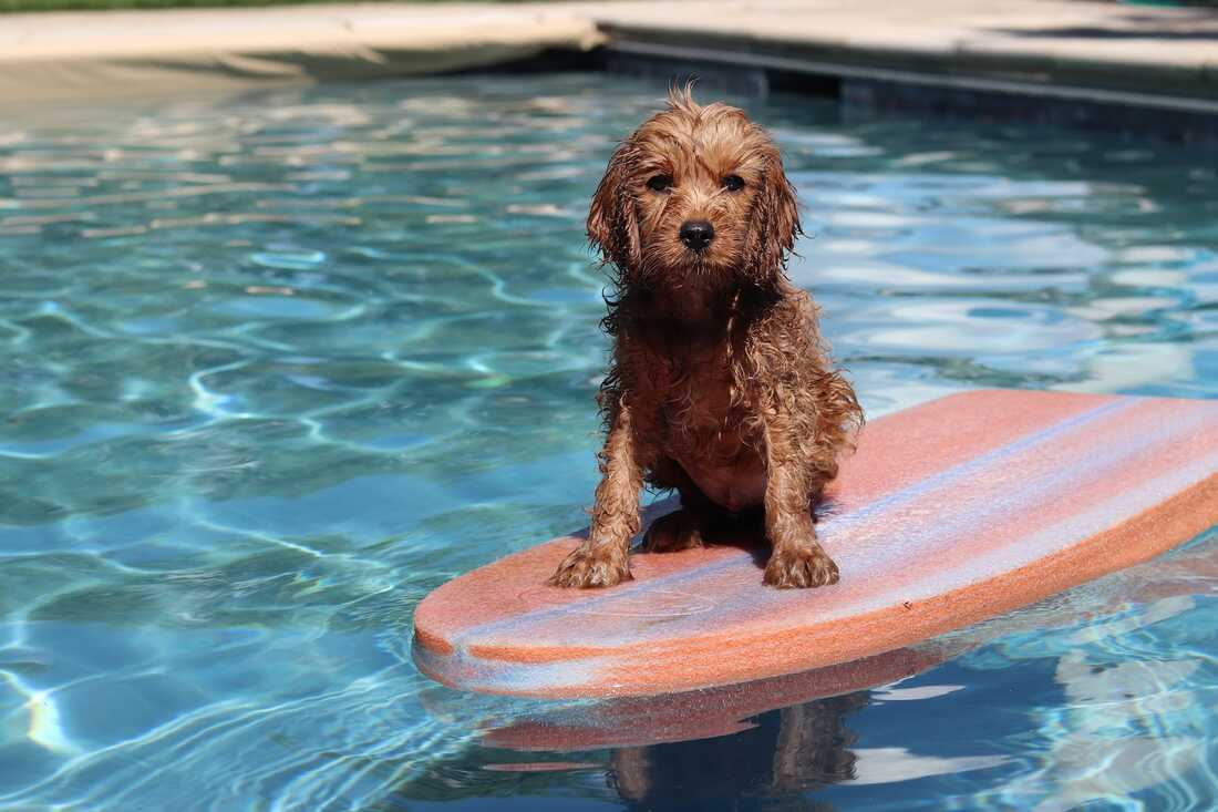wet cavapoo standing on surfboard in the pool