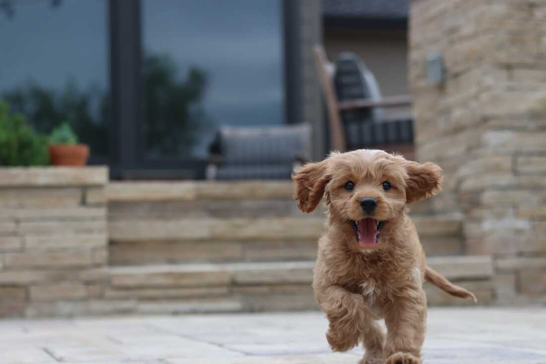 cavapoo running with flying ears and being handsome