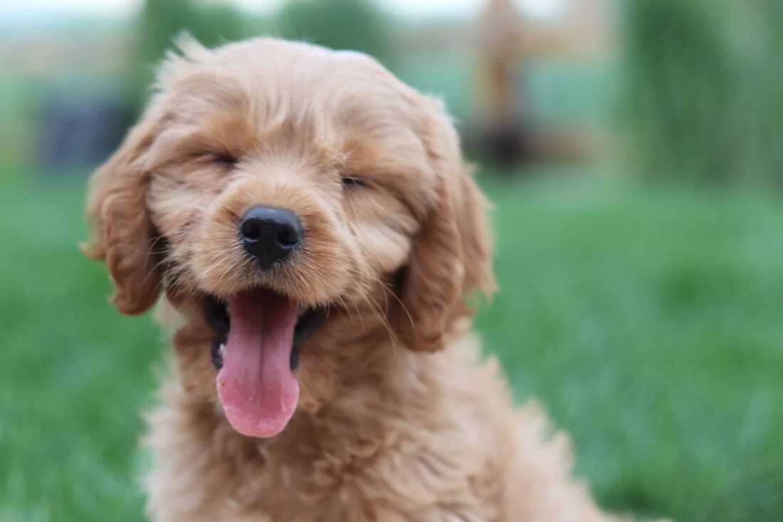 Cavapoo puppy for sale in Singapore