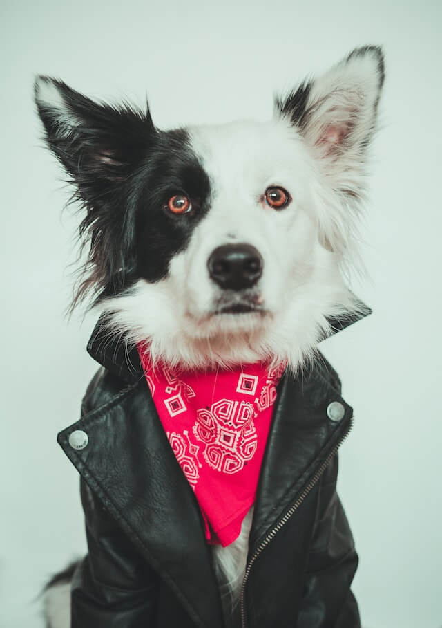  border collie with pirate marking for sale sitting at home