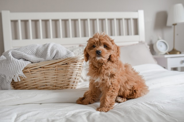 Brown cavapoo breed on a bed