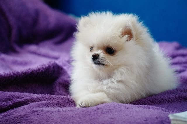 Cream pomeranian puppy in singapore sleeping and lying down on pillow