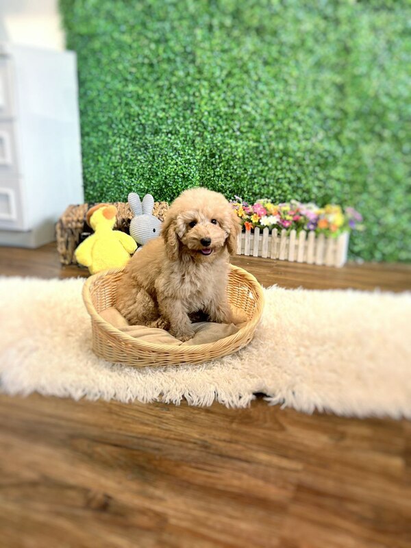 cavapoo puppy singapore sitting lovely side to side