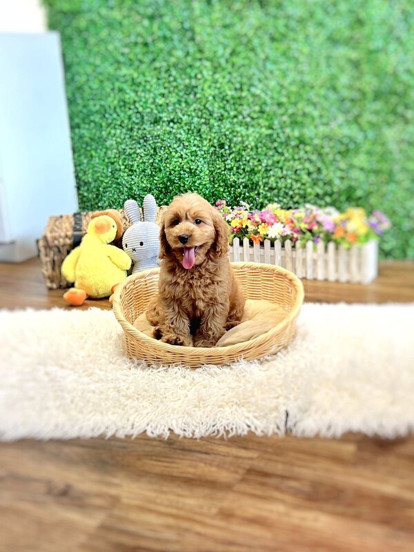 Goldendoodle puppy for sale in Singapore