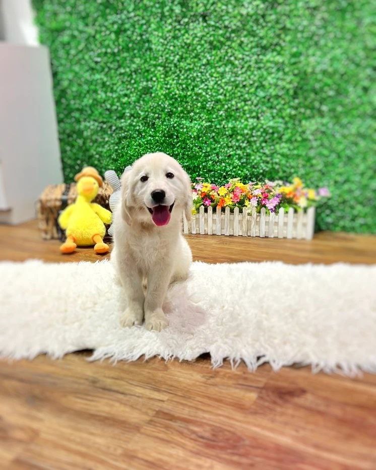 Golden Retriever puppy smiling in Singapore