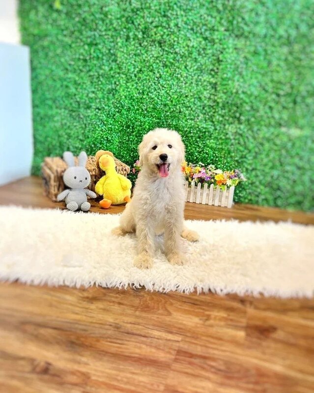 Imported Goldendoodle puppy in Singapore