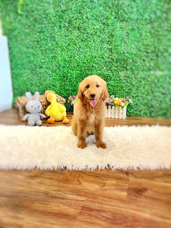 Pretty Imported Goldendoodle puppy in Singapore