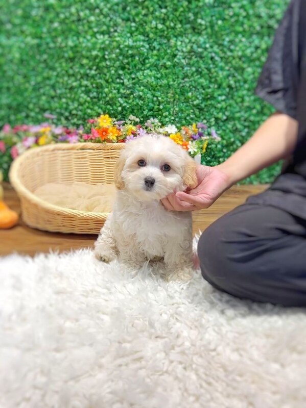 Imported Maltipoo puppy in Singapore