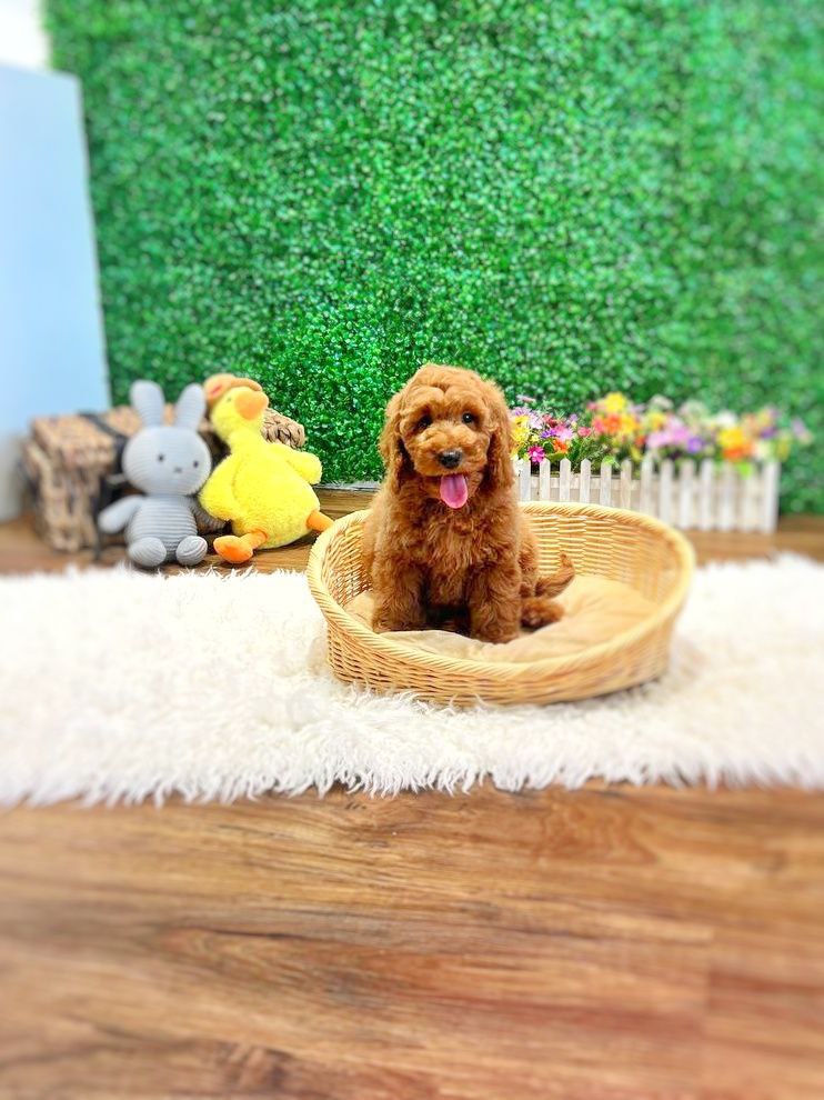 Imported Mini Goldendoodle puppy in Singapore