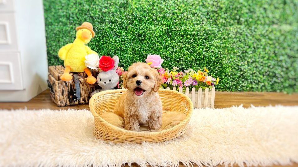 cavachon puppy for sale smiling in the park in Singapore