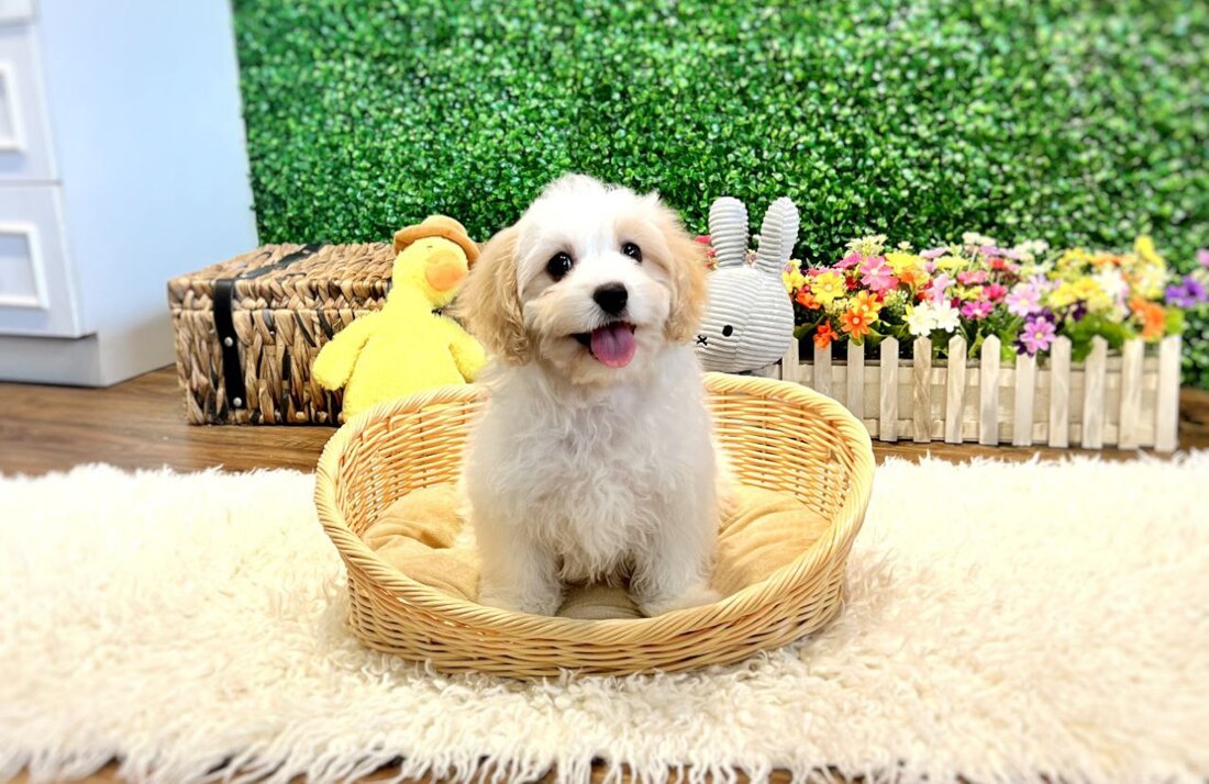 cavachon puppy smiling for sale in singapore