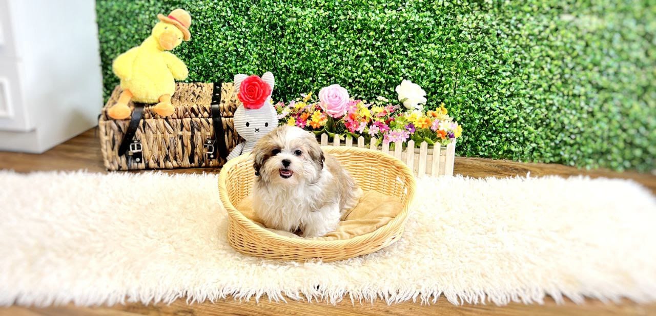 beautiful shihpoo with soulful eyes posing in Singapore