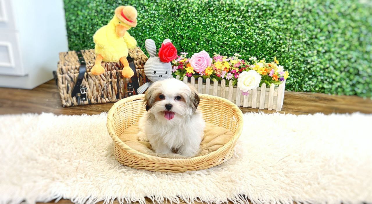shihpoo puppy happy smiling on top of basket singapore