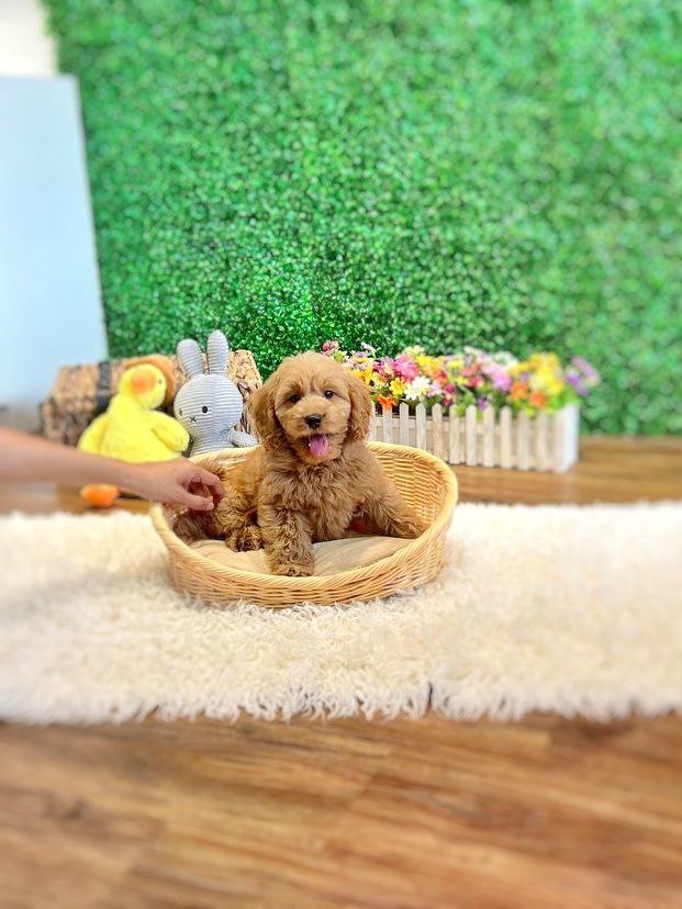 fluffly goldendoodle puppy in singapore