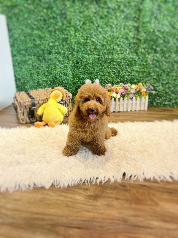 cavapoo puppy singapore sitting lovely side to side