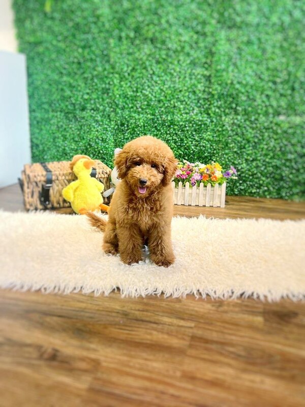 Imported Poodle puppy in Singapore