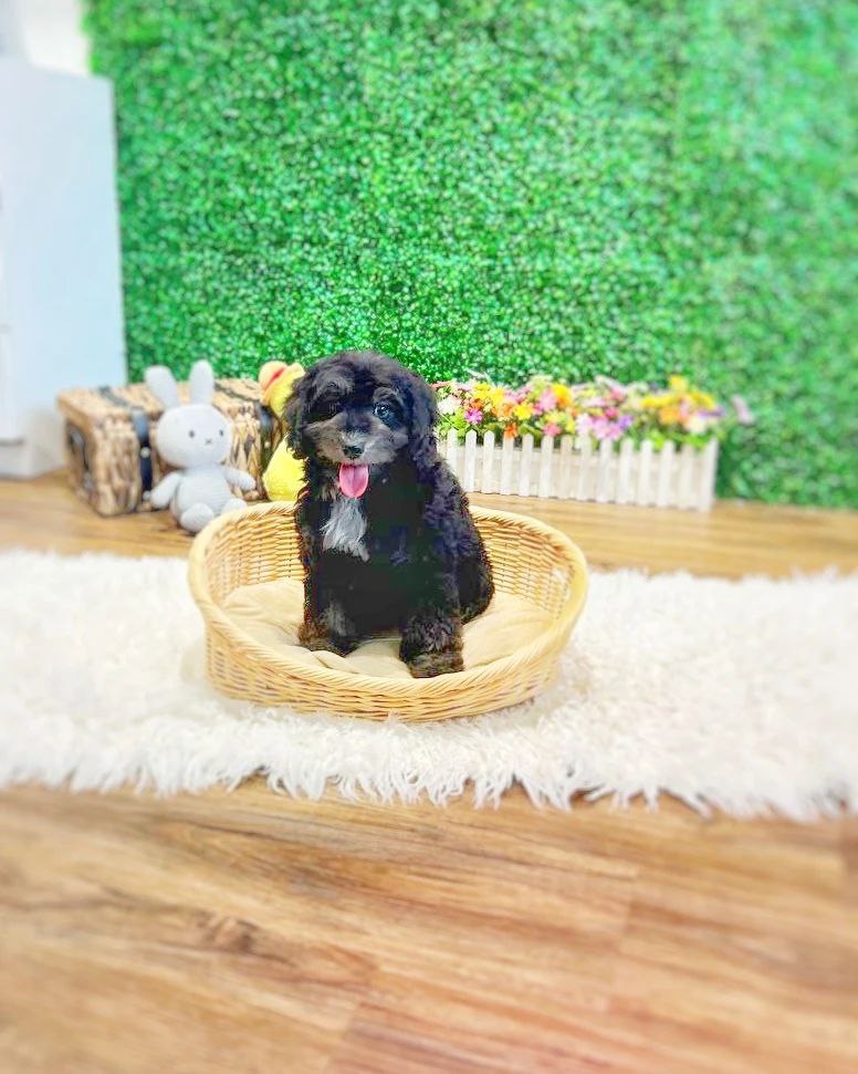 Cockapoo merle puppies sitting on basket in Singapore