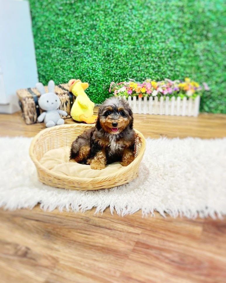 Cockapoo merle puppies sitting on basket in Singapore