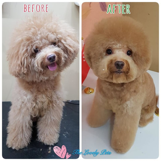 coloring for puppy singapore groomed up in singapore
