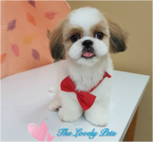 pet spa for dogs singapore sale and cats grooming in singapore