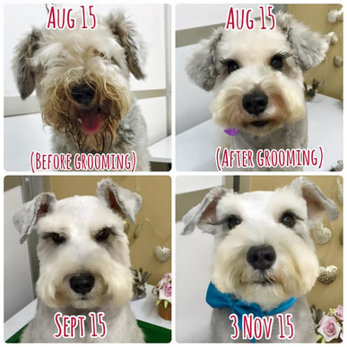 Schnauzer puppy singapore mouth stain on this dog is solved by The Lovely Pets puppies sale singapore