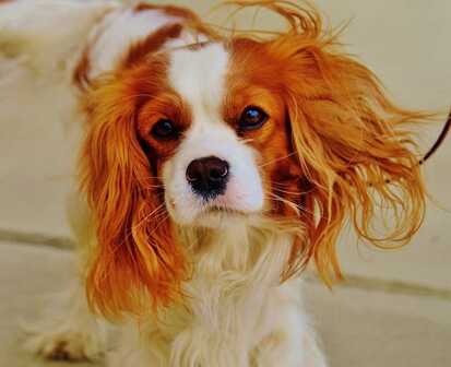 cavalier king charles for sale sitting at home