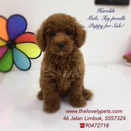 brown red toy poodle sold by dog breeder singapore