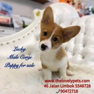 corgi puppy in singapore looking very forlorn