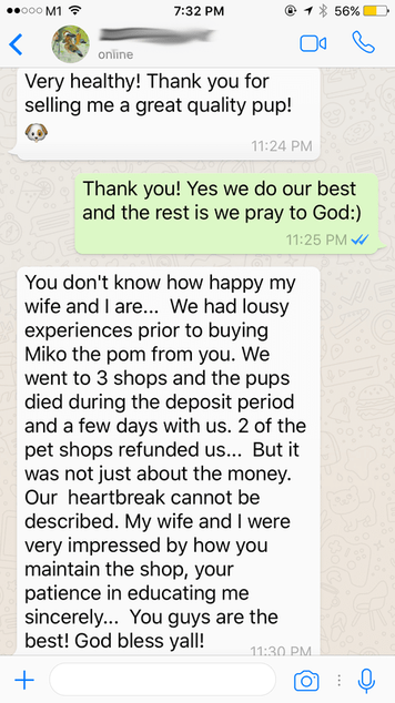 whatsapp happy buyer of puppies sale in singapore