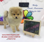 Pomeranian puppy  sold by dog breeder singapore
