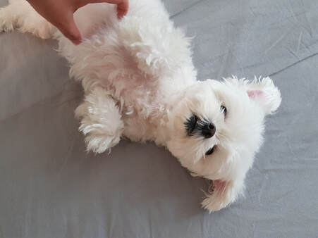 belly rubs for maltese breed puppy for sale on the hill in Singapore