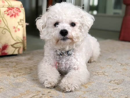 bichon frise for sale sitting at home