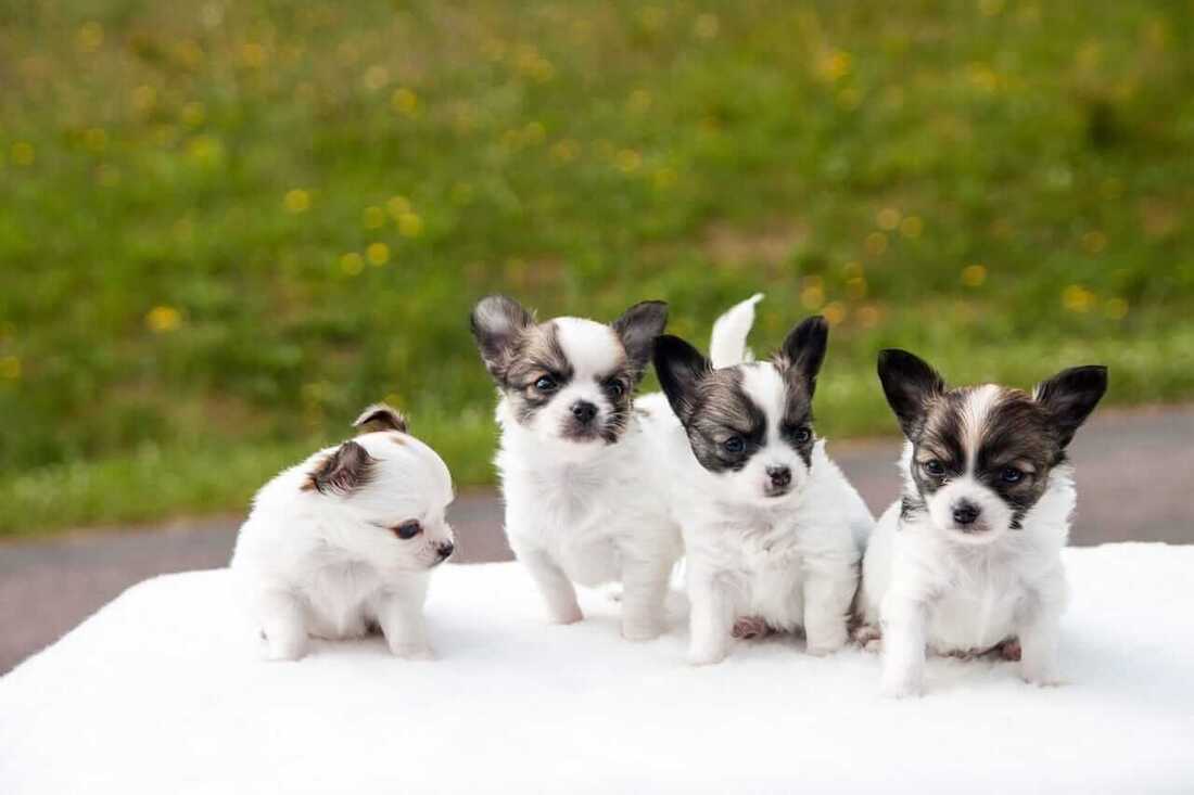 4 black white Chihuahua dog breed in Singapore