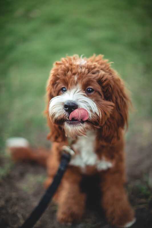 Red and white cockapoo licking lips in Singapore