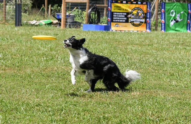 Border collie breed running and catching a frisbee in Singapore