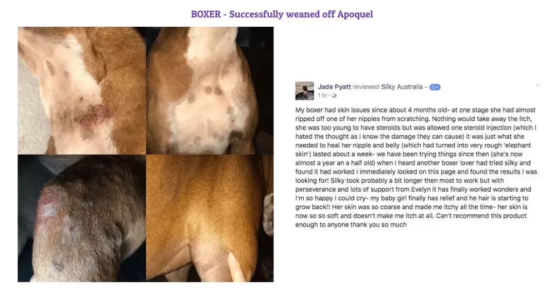 Puppy Grooming - Skin Issue Resolved