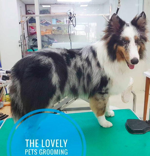 sheltie grooming in singapore